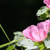 アレっ！誰かいます！！　芙蓉の花びらに♪