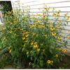 花の少ない真夏の庭を彩るルドベキア ’タカオ／ヤマアジサイの植え替え／マルグリッド型でゼリー