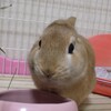 うさぎの災害備蓄