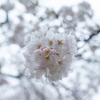 雨降りの桜2 - Z 5 + Z 40mm F/2