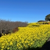 二宮吾妻山へ早咲きの菜の花を見に行きました