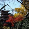 本土寺の紅葉と我孫子（12月1日）