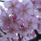 満開の河津桜をハシゴ【花】いわき市