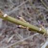 Forsythia viridissima　シナレンギョウ