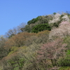 山桜から新緑へ、季節の移り行き～京都・八瀬にて～