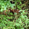 山にヤマドリ