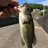 館山の野池は終了。