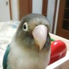 ペットのアクセサリーインコちゃん(1)