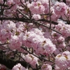 桜に生きた男