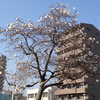 シデコブシのようす