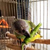 インコ、ししとうを食す