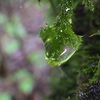 雨の森にて