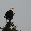 サンショクウミワシ(African Fish-Eagle)