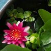 夏には水生植物～睡蓮 アトラクション