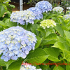 紫陽花とペチュニアと青じそ