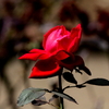 ひとり佇む真紅の薔薇「メリナ」