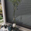ラブロッシュ　新苗のその後　オベリスクへ