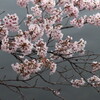 三ツ寺公園の桜2022.4.3
