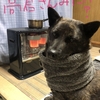 甲斐犬サンの冬支度、の巻〜ｱｯﾀｶ━√(*´艸`)(´艸`*)＼━ｨｲ!!