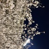 サッカーと夜桜。