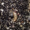 クリオオアブラムシと謎のヒラタアブの幼虫