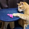 寛平御記～にゃにゃにゃ意訳～