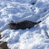 きりたんと遊ぶ