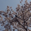 桜の象徴―ある心象風景