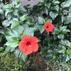祝、大野投手のノーノー