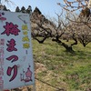 坂田城跡梅まつり３月８日（日）まで！