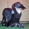 アフリカの怪鳥、日本初のヒナ誕生