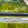 長池公園自然館：絶滅を危惧される水生植物「ジュンサイ」「ミズユキノシタ」「ヒメミクリ」、「ヒルムシロ」