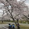 【 2026 春・地元の桜 】 今年も桜を見に行った（人生は感動）