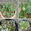 自家製アーリーチューリップの蕾