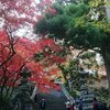 大雄山 最乗寺の紅葉