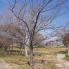 豊田ラブリバー公園の桜