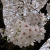 満開の桜を観ながら散歩〜植物の持つ不思議な力