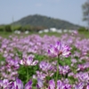 山歩きを始めてから はじめての春。大和三山をぐるり歩き。