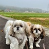 濃霧の中を朝散歩