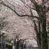 西海子小路の桜