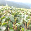 膨らみ始めた三番茶芽