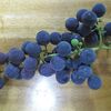 【隠居の家庭菜園　ブドウ試食　08/15】