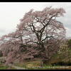 是哉寺の　地蔵桜・・