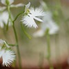 さぎ草