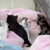 猫について、ご近所が訪問の真意とは・・・
