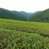 三番茶芽生育開始！　茶畑も青んできました