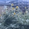向日葵