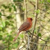 セントラルパークの野鳥たち！