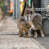 近隣繁華街のねこさん