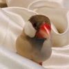 マスカラに突っ込んできた文鳥